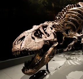 Museum of Natural History